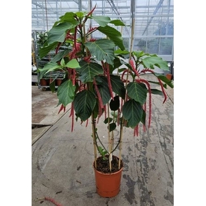 Acalypha hispida