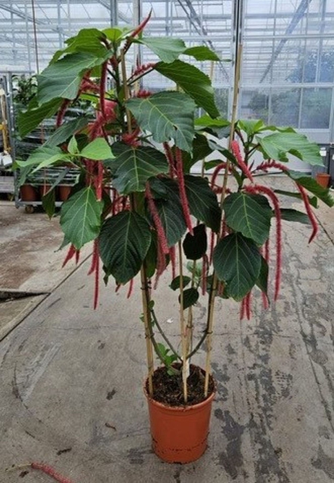 Acalypha hispida