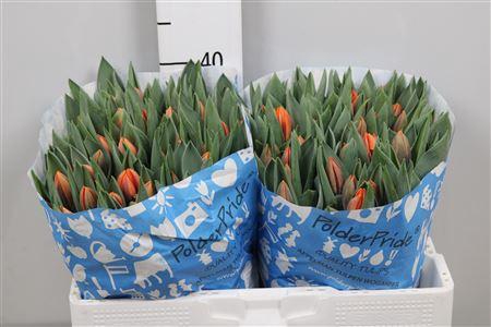 <h4>Tu En Prinses Irene</h4>