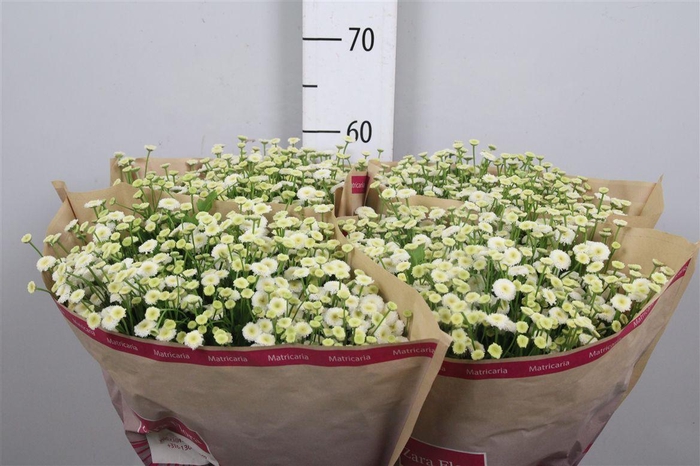 <h4>Tana Pa Rio</h4>