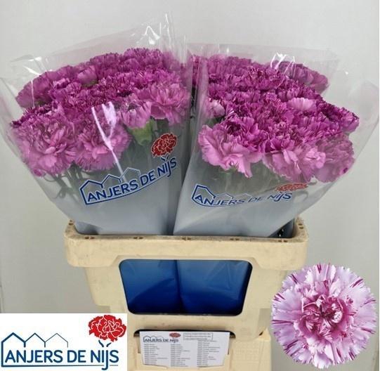 <h4>DI ST YUKARI SCURO</h4>