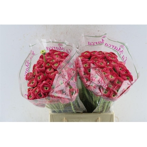 Ran Kloon Prima Charleston