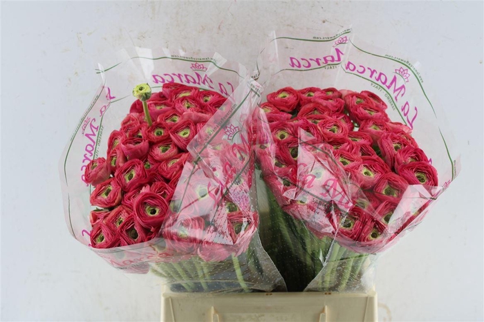 <h4>Ran Kloon Prima Charleston</h4>