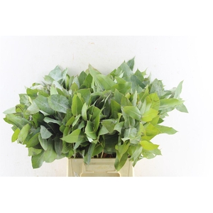 Euca Robusta Potlood Per Stem