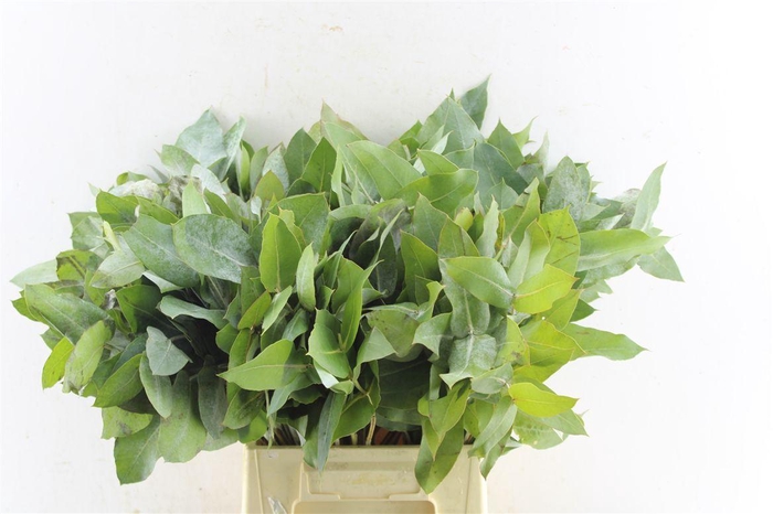 <h4>Euca Robusta Potlood Per Stem</h4>