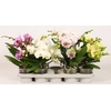 Phalaenopsis Bohemian Goya 12Ø 45cm 2st 15fl
