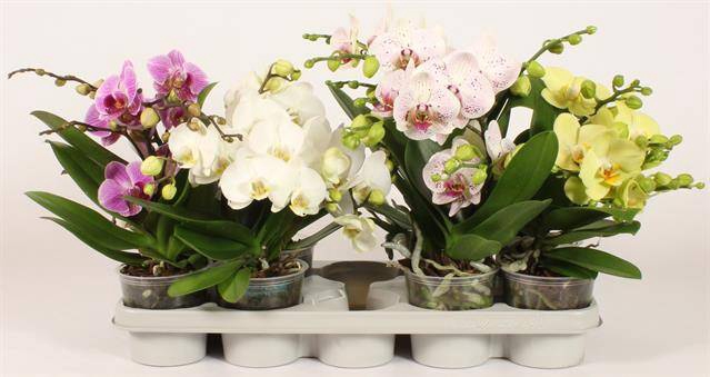 Phalaenopsis Bohemian Goya 12Ø 45cm 2st 15fl