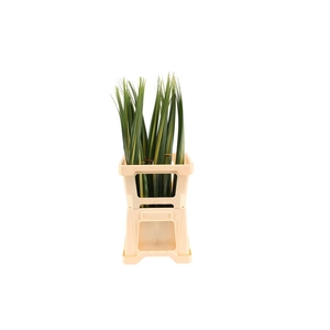 Pandanus Small WBE