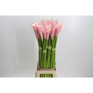 Zantedeschia Eydolls Pink
