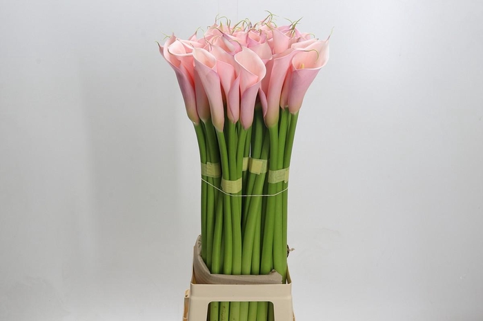 <h4>Zantedeschia Eydolls Pink</h4>