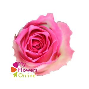 R Gr Malibu Bicolor 60cm EC