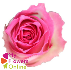 R Gr Malibu Bicolor 60cm EC