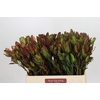 Leucadendron Senorita Spray