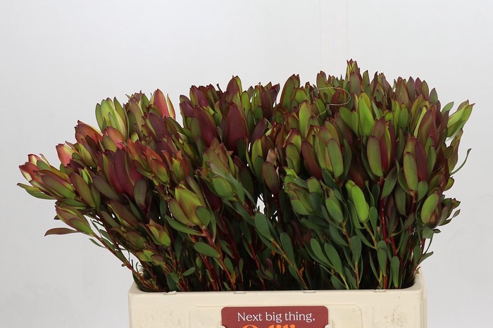 <h4>Leucadendron Senorita Spray</h4>