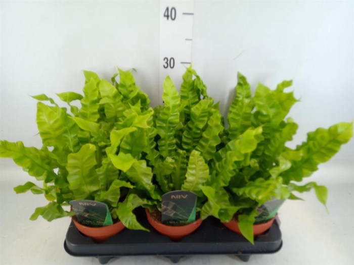 <h4>Asplenium nidus 'Crispy Wave'</h4>