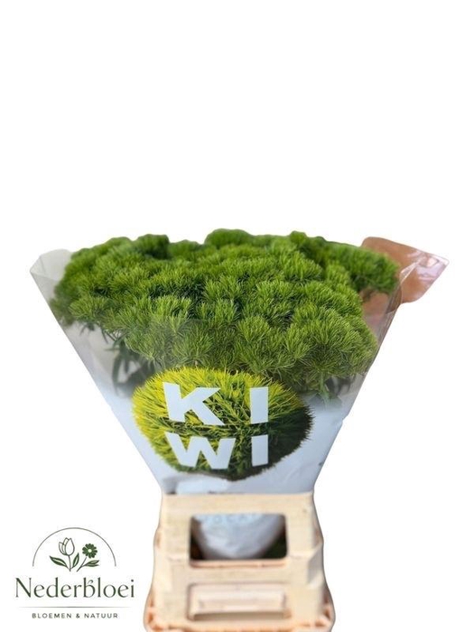 <h4>DI BARB KIWI MELLOW</h4>