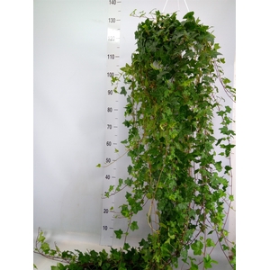 Hedera helix 'Pittsburgh'
