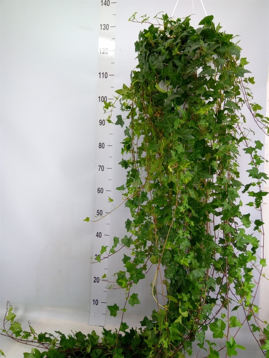 <h4>Hedera helix 'Pittsburgh'</h4>