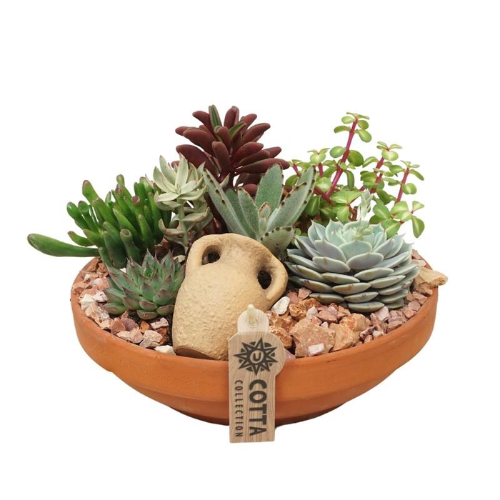 Succulenten overig arrangement 0964
