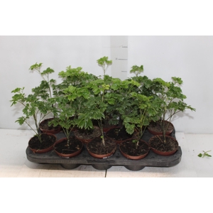 ARVORE DA FELICIDADE P11 MACHO