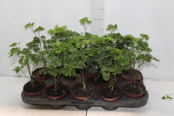 <h4>ARVORE DA FELICIDADE P11 MACHO</h4>