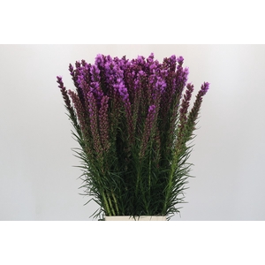 Liatris Callilepis