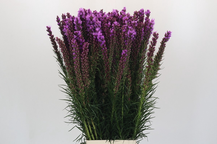 <h4>Liatris Callilepis</h4>