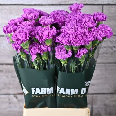 <h4>Dianthus ST 'Florigene Moonlite'</h4>