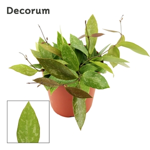 Hoya 12 cm Gracilis (Decorum)