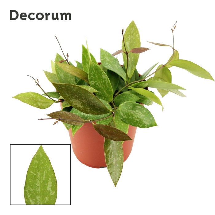 <h4>Hoya 12 cm Gracilis (Decorum)</h4>