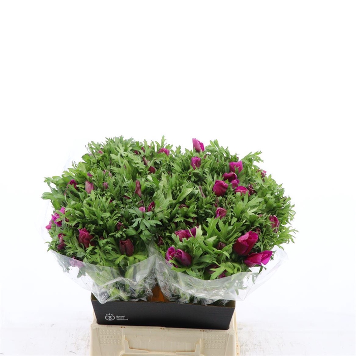 Anemone Galil Purper