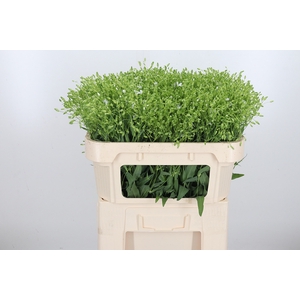 Saponaria Wit