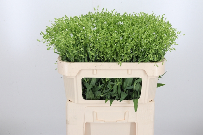 <h4>Saponaria Wit</h4>