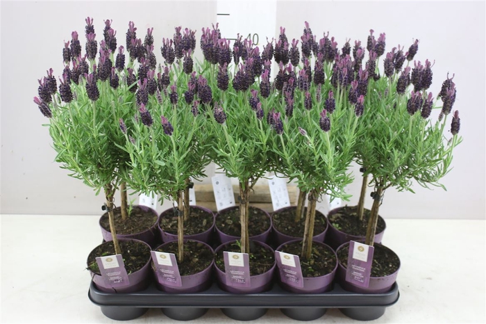 <h4>Lavandula Stoechas Anouk Op Stam</h4>