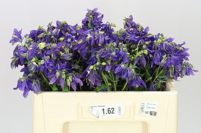<h4>Aquilegia Blue Lady</h4>