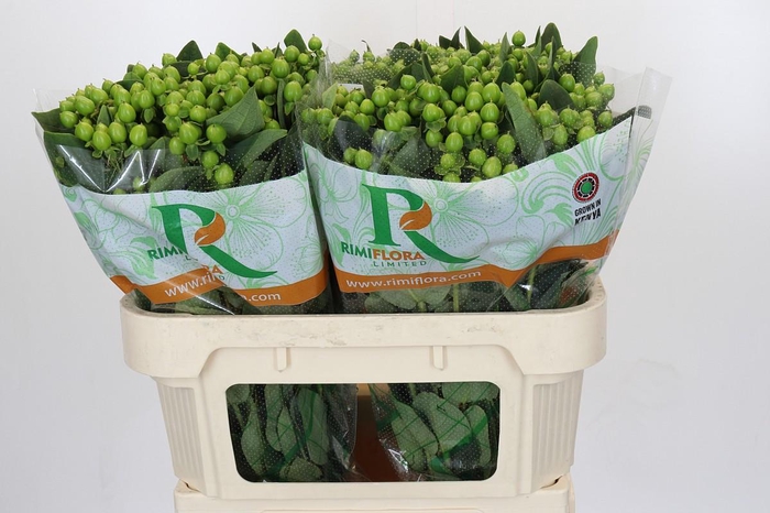 Hypericum inodorum Magical Mirage