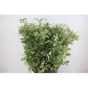 Pittosp Nevato Wit 150gr P Bunch