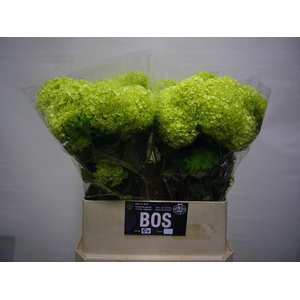 Viburnum opulus pb Roseum L8