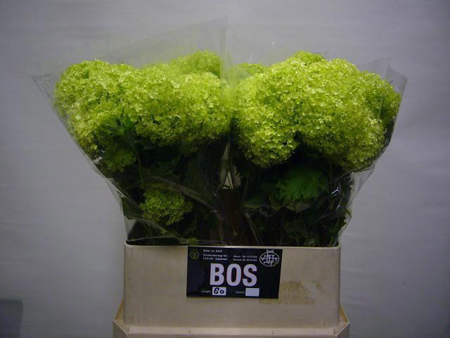 <h4>Viburnum opulus pb Roseum L8</h4>
