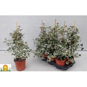 FIC NATAL SWEETHEART