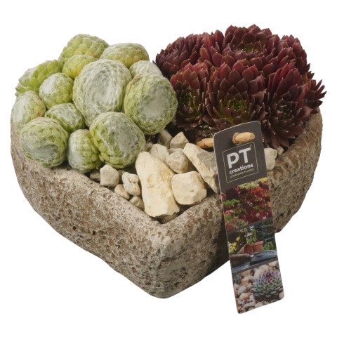 <h4>PTS6690 Arrangementen Sempervivum</h4>