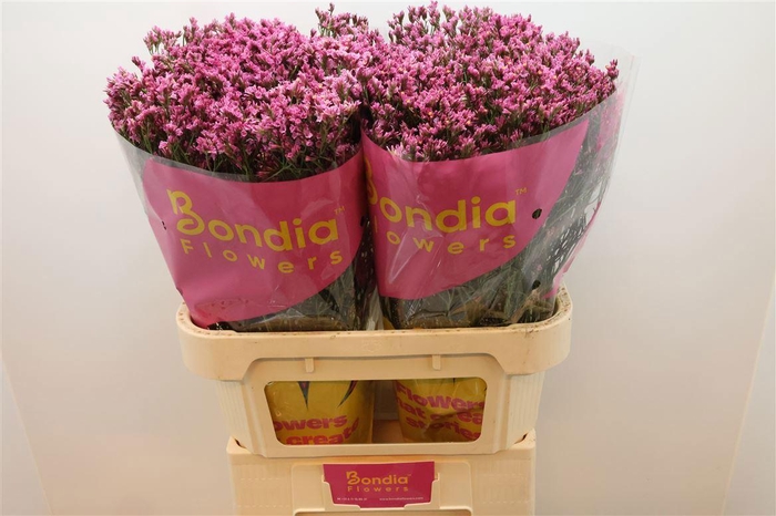 <h4>LIM SIN TIFFANY DIAM</h4>