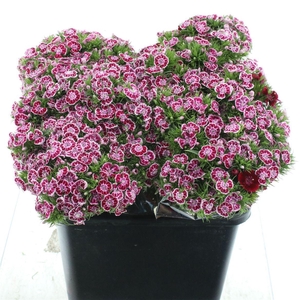 Di Barb Kiwi Polka Splash