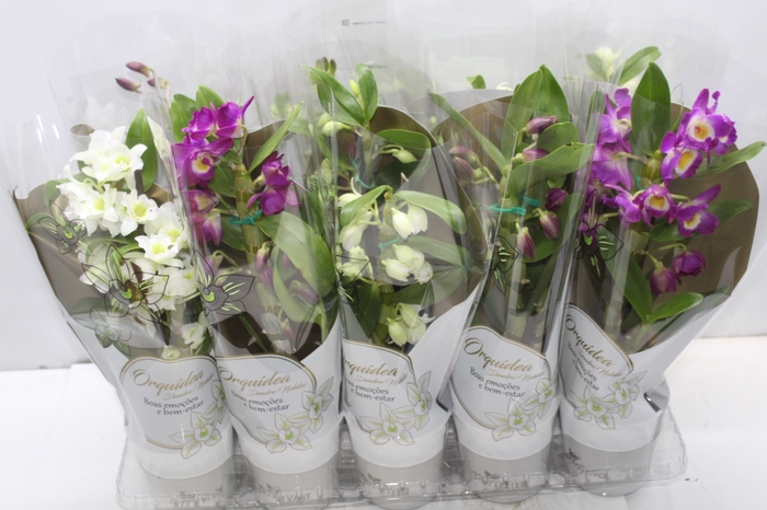 <h4>DENDROBIUM NOBILY P12</h4>
