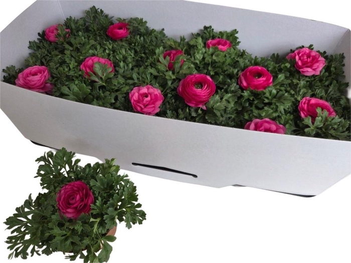 <h4>RANUN SPRINKLE PINK</h4>