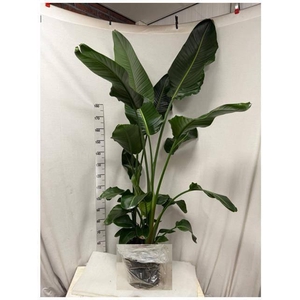 Strelitzia Nicolai 32Ø 190cm 4pp