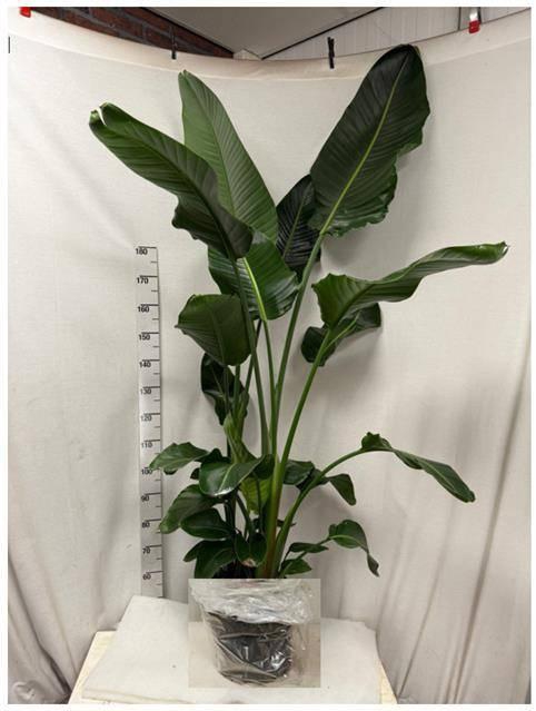 Strelitzia Nicolai 32Ø 190cm 4pp
