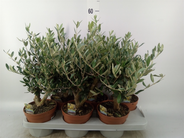<h4>Olea europaea</h4>