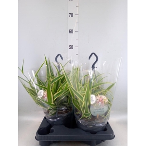 Chlorophytum com. 'Green Bonnie'