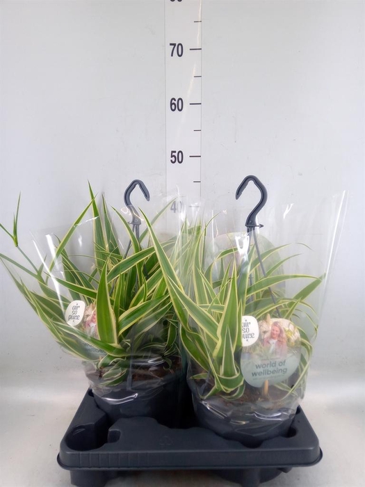 <h4>Chlorophytum com. 'Green Bonnie'</h4>